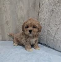 Lincoln, a male Shihpoo for sale in Dundee, OH – 3 of 6