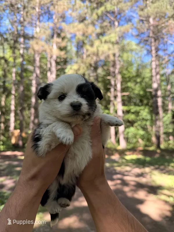 Jazzy – Miniature Australian Shepherd puppy for sale in Andover, MN