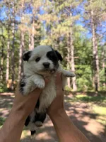 Jazzy, a female Miniature Australian Shepherd for sale in Andover, MN – 1 of 2