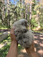 Laila , a female Miniature Australian Shepherd for sale in Andover, MN – 2 of 2