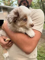 Laila, a female Miniature Australian Shepherd for sale in Andover, MN – 3 of 3