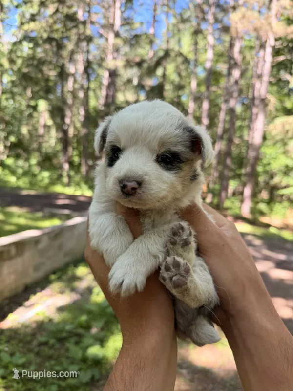 Zeus  – Miniature Australian Shepherd puppy for sale in Andover, MN