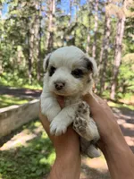 Zeus , a male Miniature Australian Shepherd for sale in Andover, MN – 1 of 2