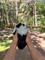 Jazzy, a female Miniature Australian Shepherd for sale in Andover, MN – 2 of 2
