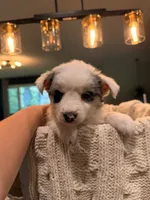 Zeus , a male Miniature Australian Shepherd for sale in Andover, MN – 3 of 4