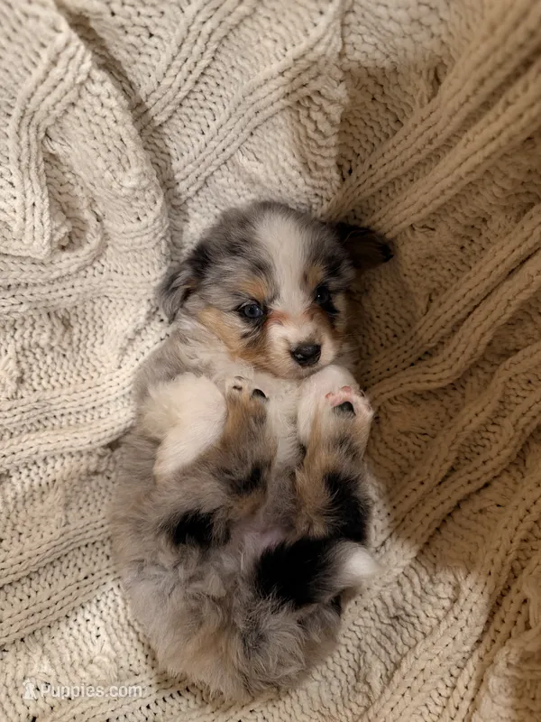 Buddy jr. – Miniature Australian Shepherd puppy for sale in Andover, MN