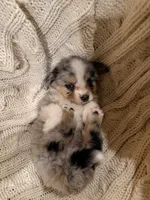 Buddy jr., a male Miniature Australian Shepherd for sale in Andover, MN – 1 of 2