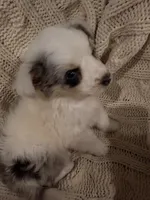 Zeus , a male Miniature Australian Shepherd for sale in Andover, MN – 4 of 4