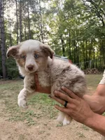 Laila, a female Miniature Australian Shepherd for sale in Andover, MN – 2 of 3