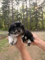 Toby , a male Miniature Australian Shepherd for sale in Andover, MN – 3 of 3