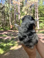 Toffee, a male Miniature Australian Shepherd for sale in Andover, MN – 2 of 2
