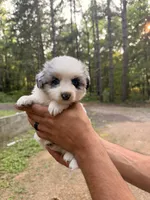 Bruce, a male Miniature Australian Shepherd for sale in Andover, MN – 2 of 2