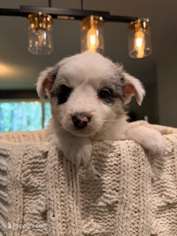 Zeus  – Miniature Australian Shepherd puppy for sale in Andover, MN