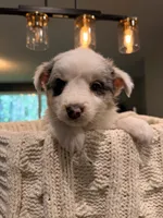 Zeus , a male Miniature Australian Shepherd for sale in Andover, MN – 1 of 4
