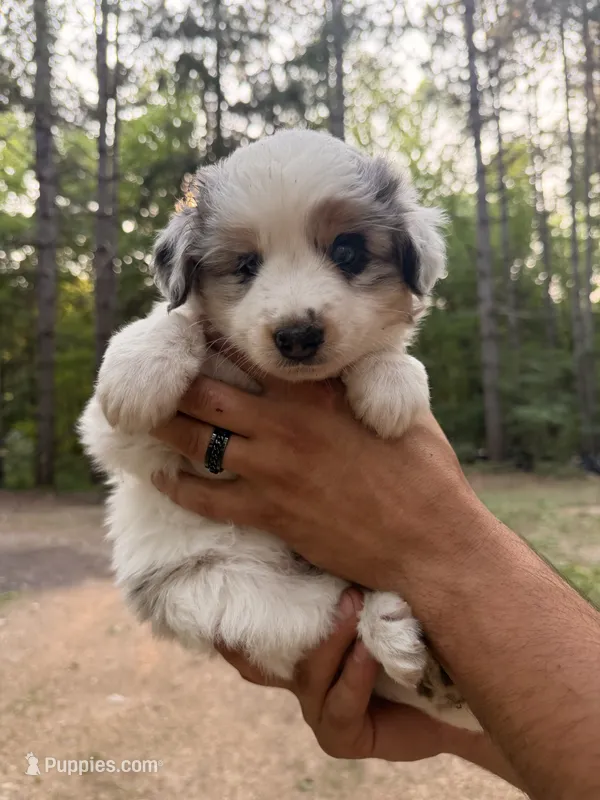 June – Miniature Australian Shepherd puppy for sale in Andover, MN