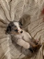 Buddy jr., a male Miniature Australian Shepherd for sale in Andover, MN – 2 of 2