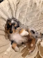 Toffee , a male Miniature Australian Shepherd for sale in Andover, MN – 4 of 4