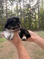 Toby , a male Miniature Australian Shepherd for sale in Andover, MN – 2 of 3
