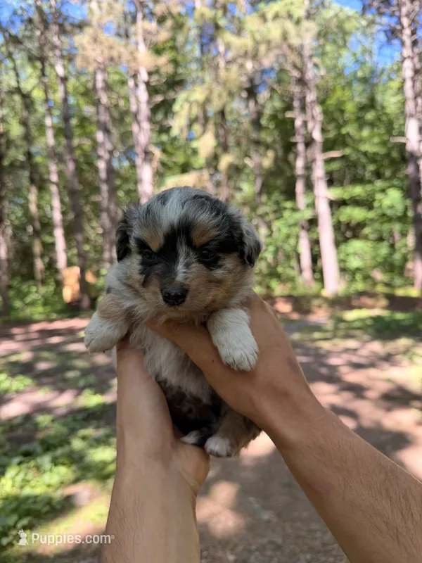 Toffee – Miniature Australian Shepherd puppy for sale in Andover, MN