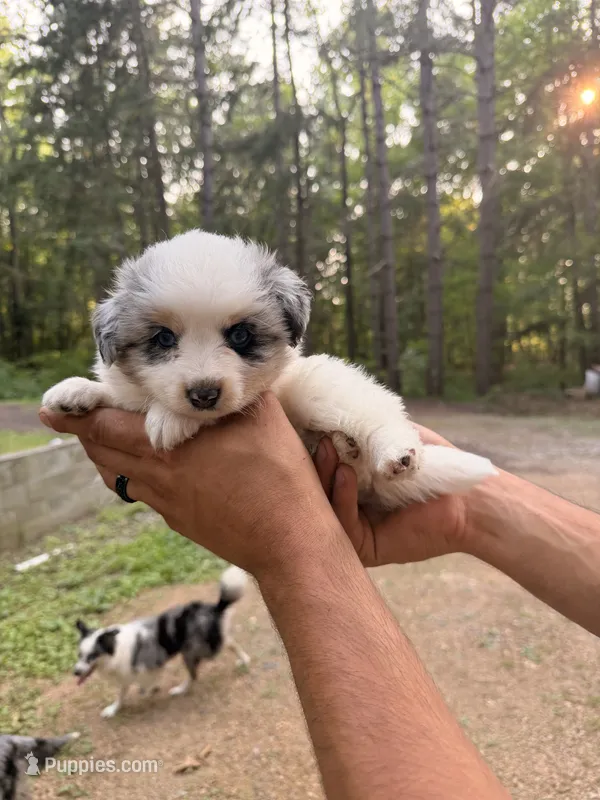 Bruce – Miniature Australian Shepherd puppy for sale in Andover, MN