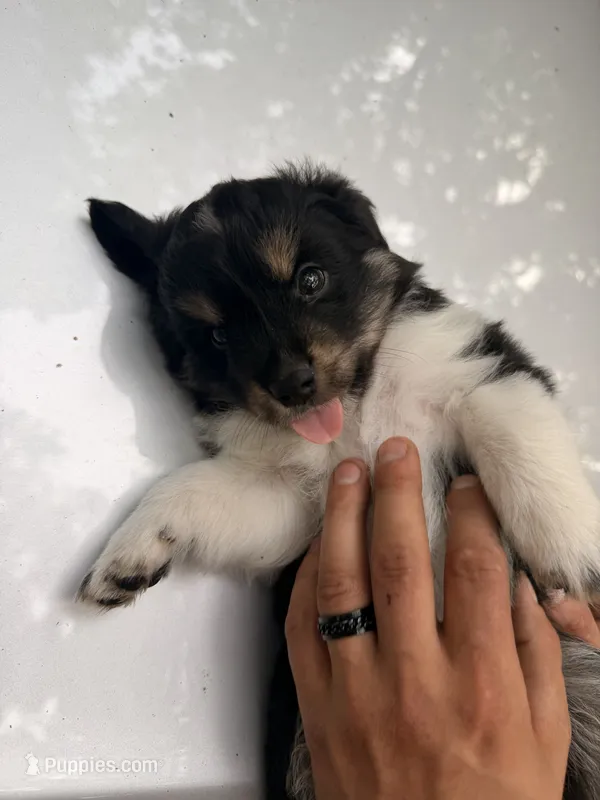 Toby  – Miniature Australian Shepherd puppy for sale in Andover, MN