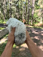 Zeus , a male Miniature Australian Shepherd for sale in Andover, MN – 2 of 2
