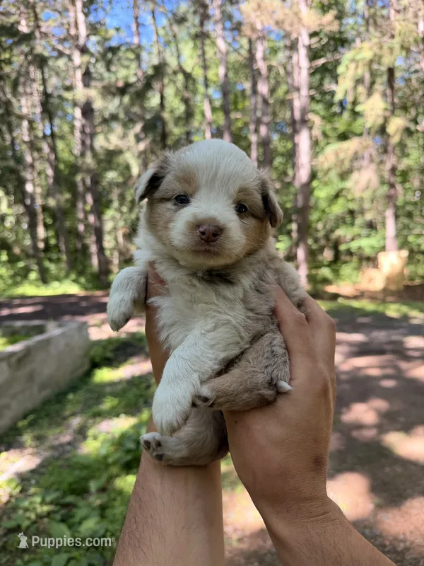 Laila  – Miniature Australian Shepherd puppy for sale in Andover, MN