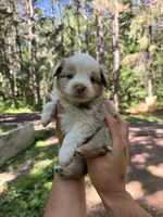 Laila , a female Miniature Australian Shepherd for sale in Andover, MN – 1 of 2
