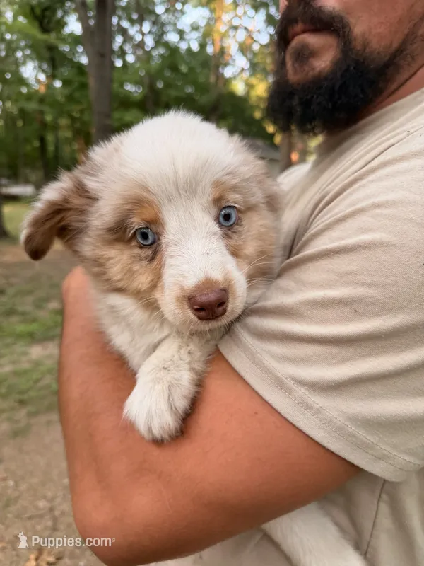 Laila – Miniature Australian Shepherd puppy for sale in Andover, MN