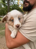 Laila, a female Miniature Australian Shepherd for sale in Andover, MN – 1 of 3