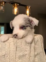 Zeus , a male Miniature Australian Shepherd for sale in Andover, MN – 2 of 4
