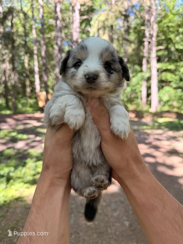 Buddy jr. – Miniature Australian Shepherd puppy for sale in Andover, MN
