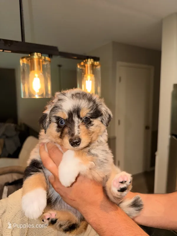 Toffee  – Miniature Australian Shepherd puppy for sale in Andover, MN
