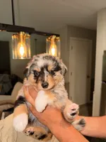 Toffee , a male Miniature Australian Shepherd for sale in Andover, MN – 1 of 4