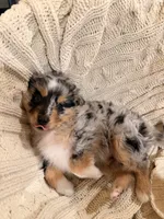 Toffee , a male Miniature Australian Shepherd for sale in Andover, MN – 3 of 4