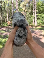 Buddy jr., a male Miniature Australian Shepherd for sale in Andover, MN – 2 of 2