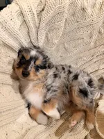 Toffee , a male Miniature Australian Shepherd for sale in Andover, MN – 2 of 4