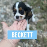 Beckett , a male Cavalier King Charles Spaniel for sale in Glenwood, AR – 6 of 9