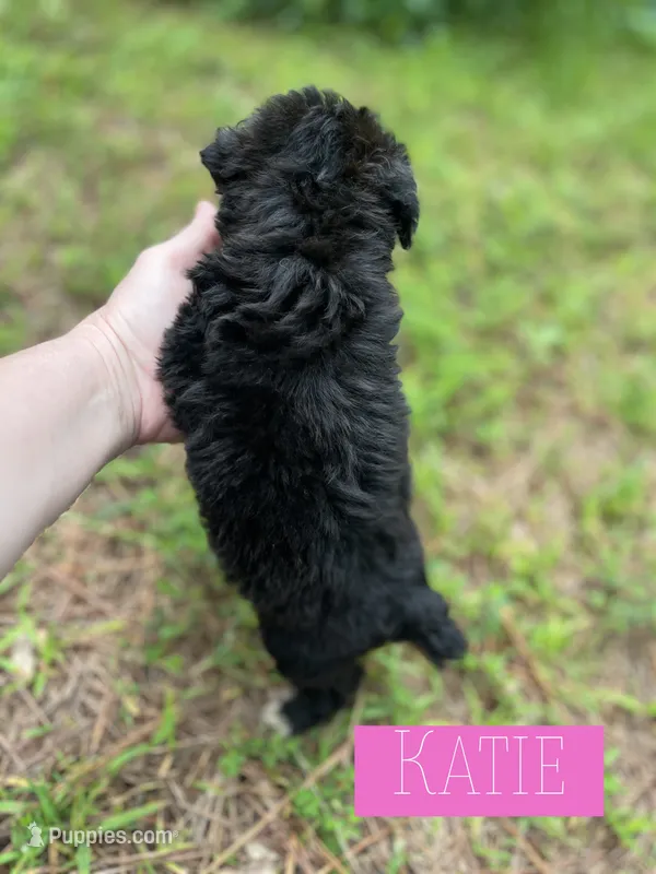 Katie – Aussiedoodle puppy on hold in Glenwood, AR
