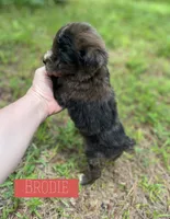 Brodie, a male Aussiedoodle for sale in Glenwood, AR – 3 of 6