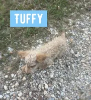 Tuffy, a male Aussiedoodle for sale in Glenwood, AR – 6 of 7