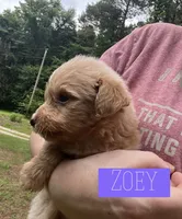 Zoey, a female Aussiedoodle for sale in Glenwood, AR – 3 of 7