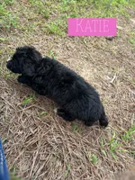 Katie, a female Aussiedoodle for sale in Glenwood, AR – 7 of 7