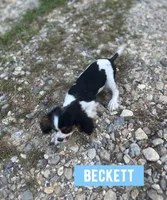 Beckett , a male Cavalier King Charles Spaniel for sale in Glenwood, AR – 8 of 9