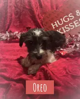 Oreo, a male Miniature Schnauzer for sale in Glenwood, AR – Photo 1 of 4