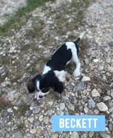 Beckett , a male Cavalier King Charles Spaniel for sale in Glenwood, AR – 7 of 9