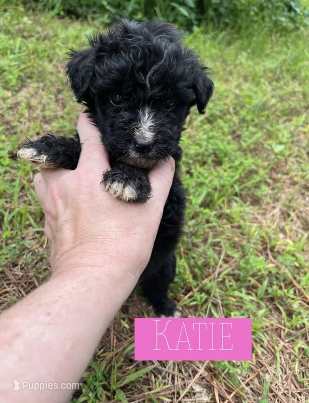 Katie – Aussiedoodle puppy for sale in Glenwood, AR