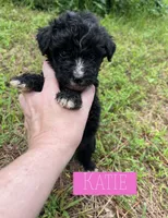 Katie, a female Aussiedoodle for sale in Glenwood, AR – 1 of 4