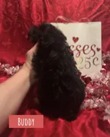 Buddy, a male Yorkipoo for sale in Glenwood, AR – Photo 3 of 4
