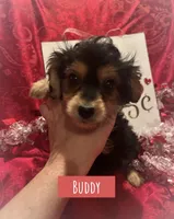 Buddy, a male Yorkipoo for sale in Glenwood, AR – Photo 2 of 4